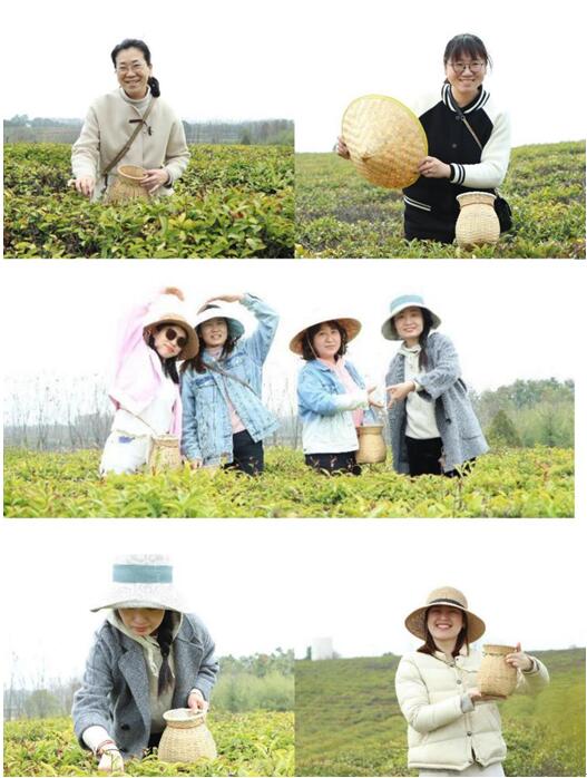 情暖三月茶园飘香 | 武燃院工会举办“内生光芒 绽放美丽”女神节采茶活动